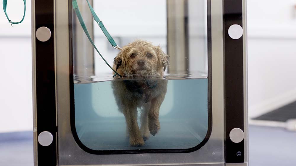 Underwater treadmill